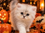 Diamond Dollz Lestat - Persian Kitten For Sale - 