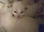 Ready in December - Siamese Kitten For Sale - Wayland&comma; MA&comma; US