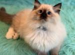 Male Ragdoll - Ragdoll Kitten For Sale - 
