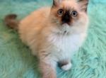 Female Ragdoll - Ragdoll Kitten For Sale - 