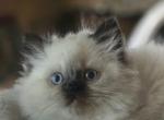 Himalayan - Himalayan Kitten For Sale - Cleveland&comma; TN&comma; US