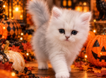 Diamond Dollz pumpkin - Persian Kitten For Sale - 