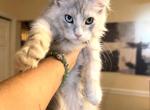 Mercury odd eyes boy - Maine Coon Kitten For Sale - Grant Valkaria&comma; FL&comma; US