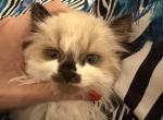 Mallow - Persian Kitten For Sale - Center Groton&comma; CT&comma; US