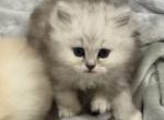 Diamond Dollz Draco - Persian Kitten For Sale - Goodyear&comma; AZ&comma; US