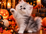 Diamond Dollz Draco - Persian Kitten For Sale - Goodyear&comma; AZ&comma; US