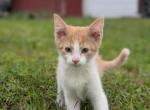 Flower - American Shorthair Kitten For Sale - S Sioux City&comma; NE&comma; US