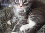 Rhysand - Maine Coon Kitten For Sale - Gainesville&comma; GA&comma; US