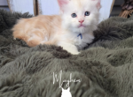 Cassian - Maine Coon Kitten For Sale - Gainesville&comma; GA&comma; US