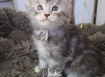 Elain - Maine Coon Kitten For Sale - Gainesville&comma; GA&comma; US