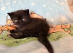 Black ESH Male - Exotic Kitten For Sale - Oklahoma City&comma; OK&comma; US