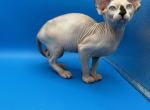 Butter cup - Sphynx Kitten For Sale - Yakima&comma; WA&comma; US