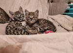 F2 Savannah kittens - Savannah Kitten For Sale - Idyllwild&comma; CA&comma; US