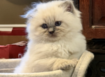 Bonya - Siberian Kitten For Sale - Maryville&comma; TN&comma; US