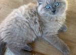Ragdoll Kittens - Ragdoll Kitten For Sale - Noblesville&comma; IN&comma; US
