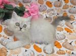 Blue pt girl Ozark MO - Himalayan Kitten For Sale - Wichita&comma; KS&comma; US