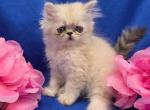 Blue point girl Ozark Missouri - Himalayan Kitten For Sale - Wichita&comma; KS&comma; US