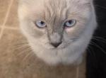 DayDream - Ragdoll Cat For Sale/Service - Mount Joy&comma; PA&comma; US