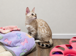 Luna Seal Snow Mink Female Bengal - Bengal Kitten For Sale - Bunnell&comma; FL&comma; US