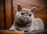 CFA Exotic Shorthair Lilac Male - Exotic Kitten For Sale - TX&comma; US