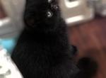 CFA Exotic Persian SH male - Exotic Kitten For Sale - PA&comma; US