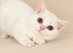 Cindy - Scottish Straight Kitten For Sale - Wellesley&comma; MA&comma; US