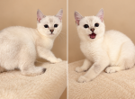 Semi - Scottish Straight Kitten For Sale - Wellesley&comma; MA&comma; US
