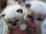 Oni & umi - Ragdoll Cat For Sale - Naugatuck&comma; CT&comma; US