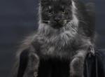 Diamond - Maine Coon Kitten For Sale - Miami&comma; FL&comma; US
