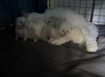 Talk of the Ton litter - Ragdoll Kitten For Sale - Leonardtown&comma; MD&comma; US