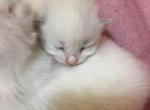 Chanels Purebred Ragdoll Babies - Ragdoll Kitten For Sale - Howell&comma; MI&comma; US
