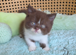 Freddy - British Shorthair Kitten For Sale - TN&comma; US
