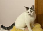 Penny - Domestic Kitten For Sale - Bridgeton&comma; NJ&comma; US