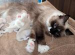 Ragdoll Purebred Maggy May's Litter - Ragdoll Kitten For Sale - Dousman&comma; WI&comma; US