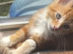 Dorito - Maine Coon Kitten For Sale - PA&comma; US