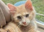 Cheddar - Maine Coon Kitten For Sale - 