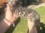 Charcoal and puma - Bengal Kitten For Sale - Lynwood&comma; CA&comma; US