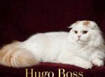 Hugo - Scottish Fold Kitten For Sale - Warwick&comma; NY&comma; US