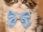 LB - Scottish Straight Kitten For Sale - Warwick&comma; NY&comma; US