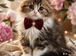 LJ - Scottish Fold Kitten For Sale - Warwick&comma; NY&comma; US