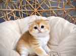 Scottish folded straght - Scottish Fold Kitten For Sale - Oakland&comma; CA&comma; US