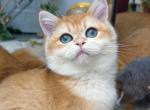 Octavius Gold - British Shorthair Kitten For Sale - NY&comma; US