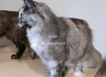 Leilani black Smoke Tortie - Maine Coon Cat For Sale - Longmont&comma; CO&comma; US