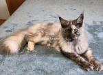 Leilani black Smoke Tortie - Maine Coon Cat For Sale - Longmont&comma; CO&comma; US