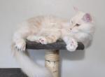 Lainey Red Smoke - Maine Coon Cat For Sale - Longmont&comma; CO&comma; US