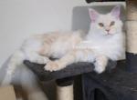 Lainey Red Smoke - Maine Coon Cat For Sale - Longmont&comma; CO&comma; US