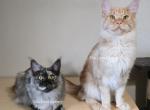 Litter L Also listed individually - Maine Coon Cat For Sale - Longmont&comma; CO&comma; US