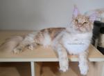 Lux Red Smoke - Maine Coon Cat For Sale - Longmont&comma; CO&comma; US