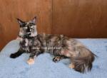 Lilika Tortie - Maine Coon Cat For Sale - Longmont&comma; CO&comma; US