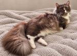 Expecting Seamus and Charolette - Munchkin Kitten For Sale - Albion&comma; MI&comma; US